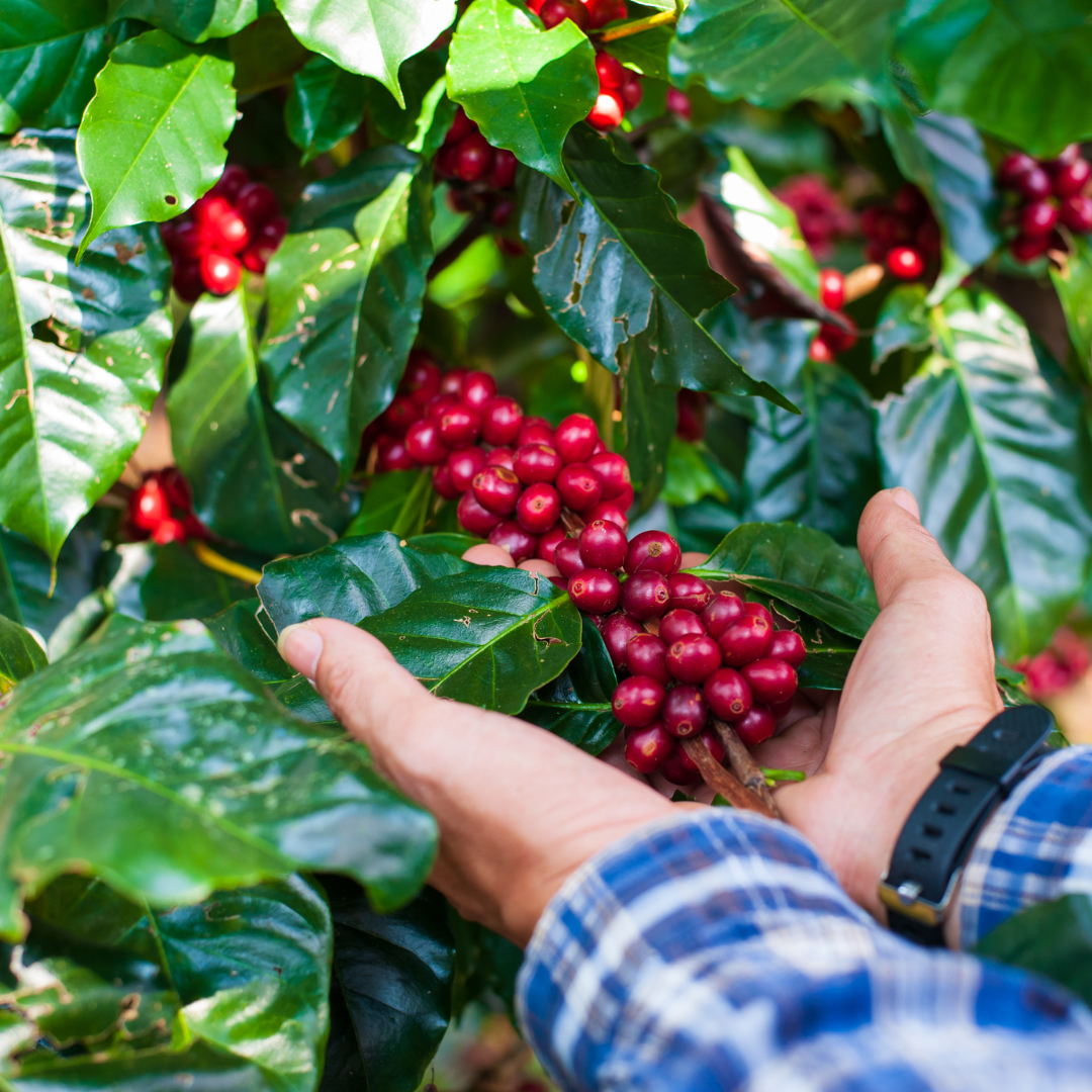 Ometepe Coffee Roasters - Balgue