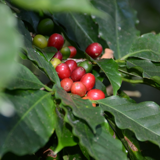 Ometepe Coffee Roasters - San Ramon