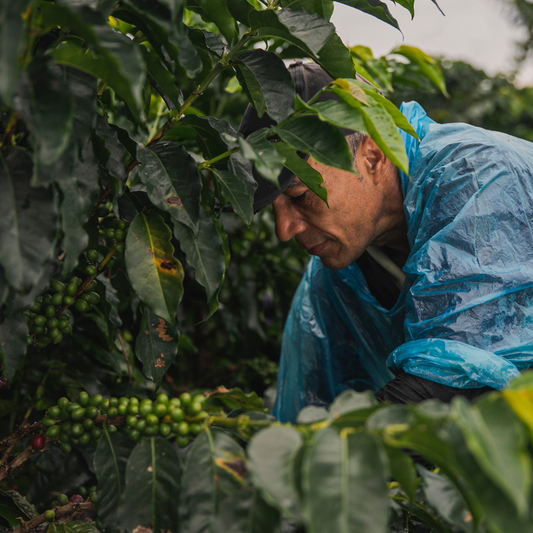 Ometepe Coffee Roasters - Balgue